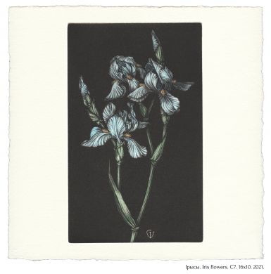 Iрысы. Iris flowers. C7. 16x10. 2021