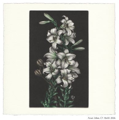 Лiлеi. Lilies. C7. 16x10. 2024