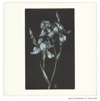Iрысы. Iris flowers. C7. 16x10. 2021