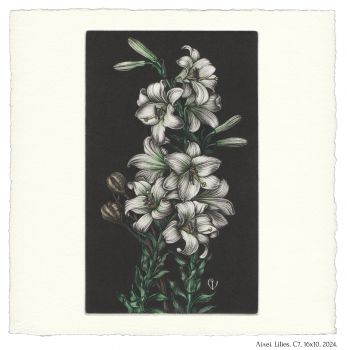Лiлеi. Lilies. C7. 16x10. 2024